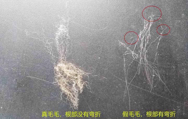 396 -《真毛領(lǐng)子、假毛領(lǐng)子怎么辨別？小心獺兔毛領(lǐng)子替換水貂毛領(lǐng)子！》