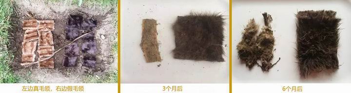 396 -《真毛領(lǐng)子、假毛領(lǐng)子怎么辨別？小心獺兔毛
領(lǐng)子替換水貂毛領(lǐng)子！》
