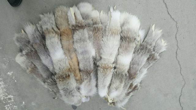 高科技發(fā)展快：無(wú)縫針織機(jī)3分鐘一件。毛領(lǐng)行業(yè)甘愿一直純手工嗎？-551