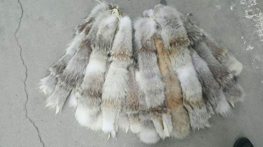 什么動物可以做毛領(lǐng)？超過九成是下面這幾種-682