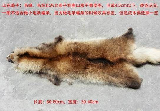貉子毛和狐貍毛哪個好？-689