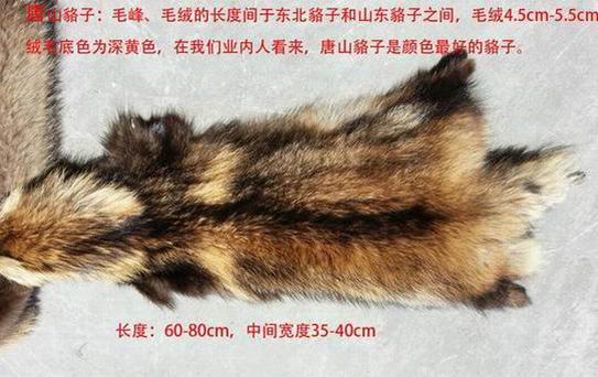 貉子毛和狐貍毛哪個好？-689