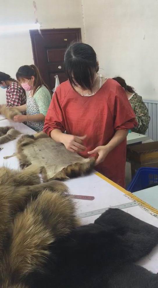 貉子毛和狐貍毛的區(qū)別？-690