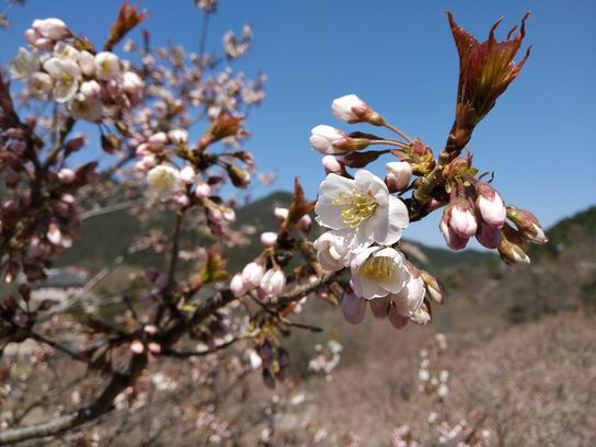 春天來了，組織大家去嶗山踏春