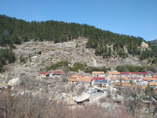 春天來了，組織大家去嶗山踏春
