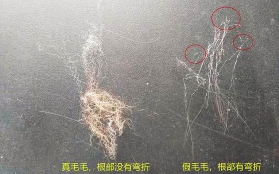 真假狐貍毛領(lǐng)子怎么區(qū)分不上當？-742