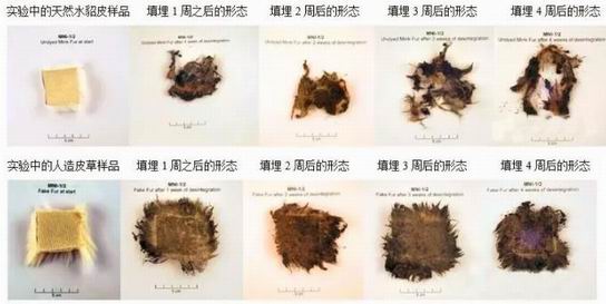 仿毛領(lǐng)VS真毛領(lǐng)，哪個更環(huán)保？這個實驗說明白了-748