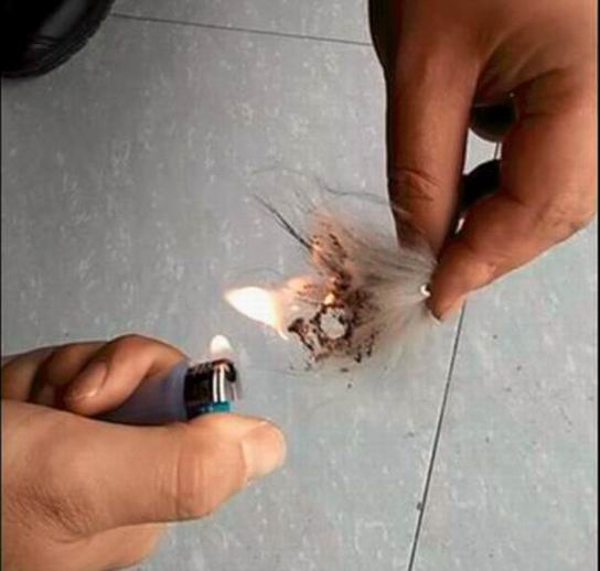 真毛領假毛領，為啥越來越難區(qū)分了？-759