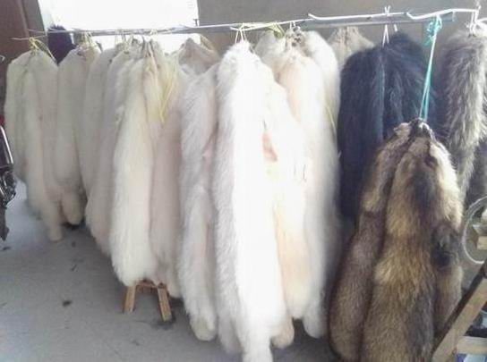 新毛領掉毛，是買到假毛領了嗎？答案正好相反！-792